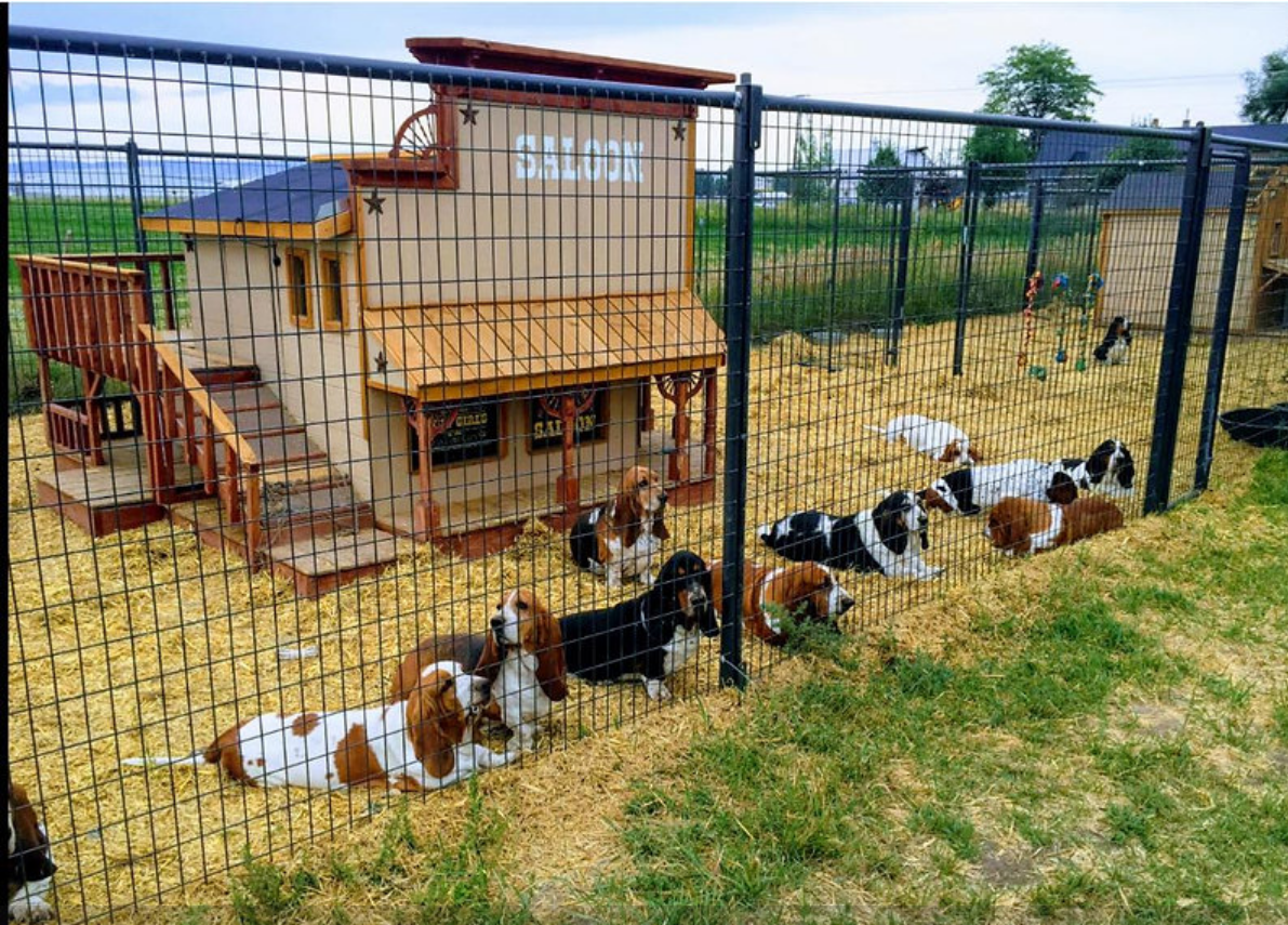 Basset Hound puppy