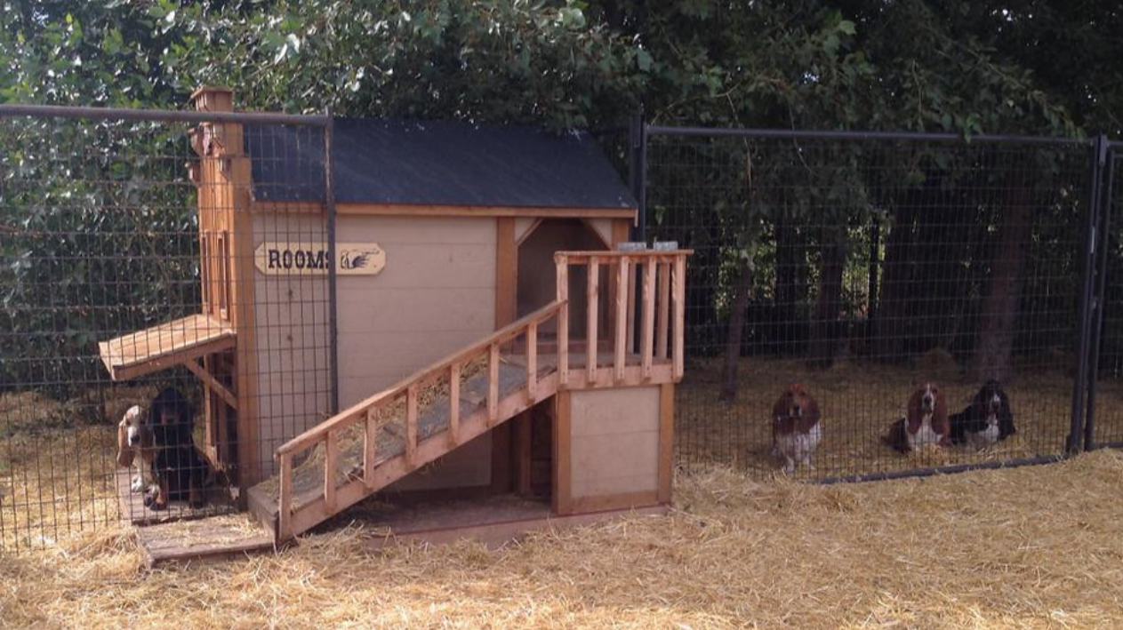 Basset Hound puppy litter
