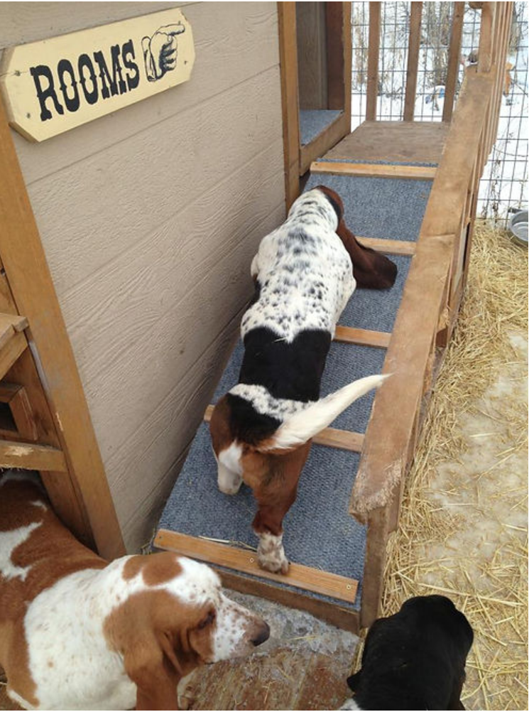 Our Basset Hound