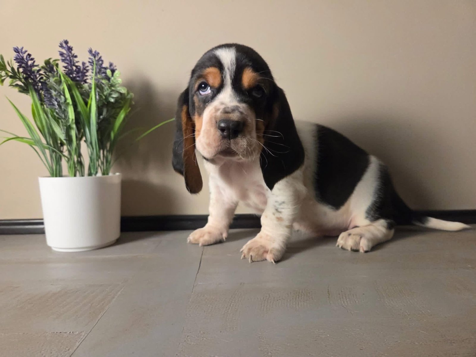 Kotah - Male Basset Hound Puppy