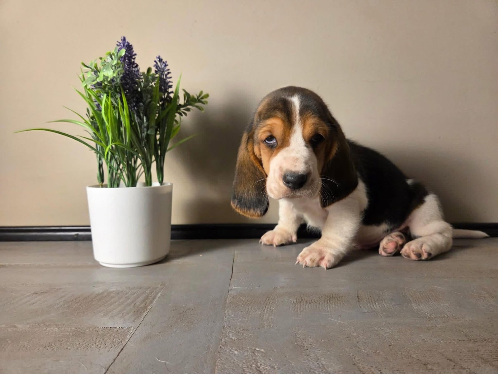 Louie - Male Basset Hound Puppy