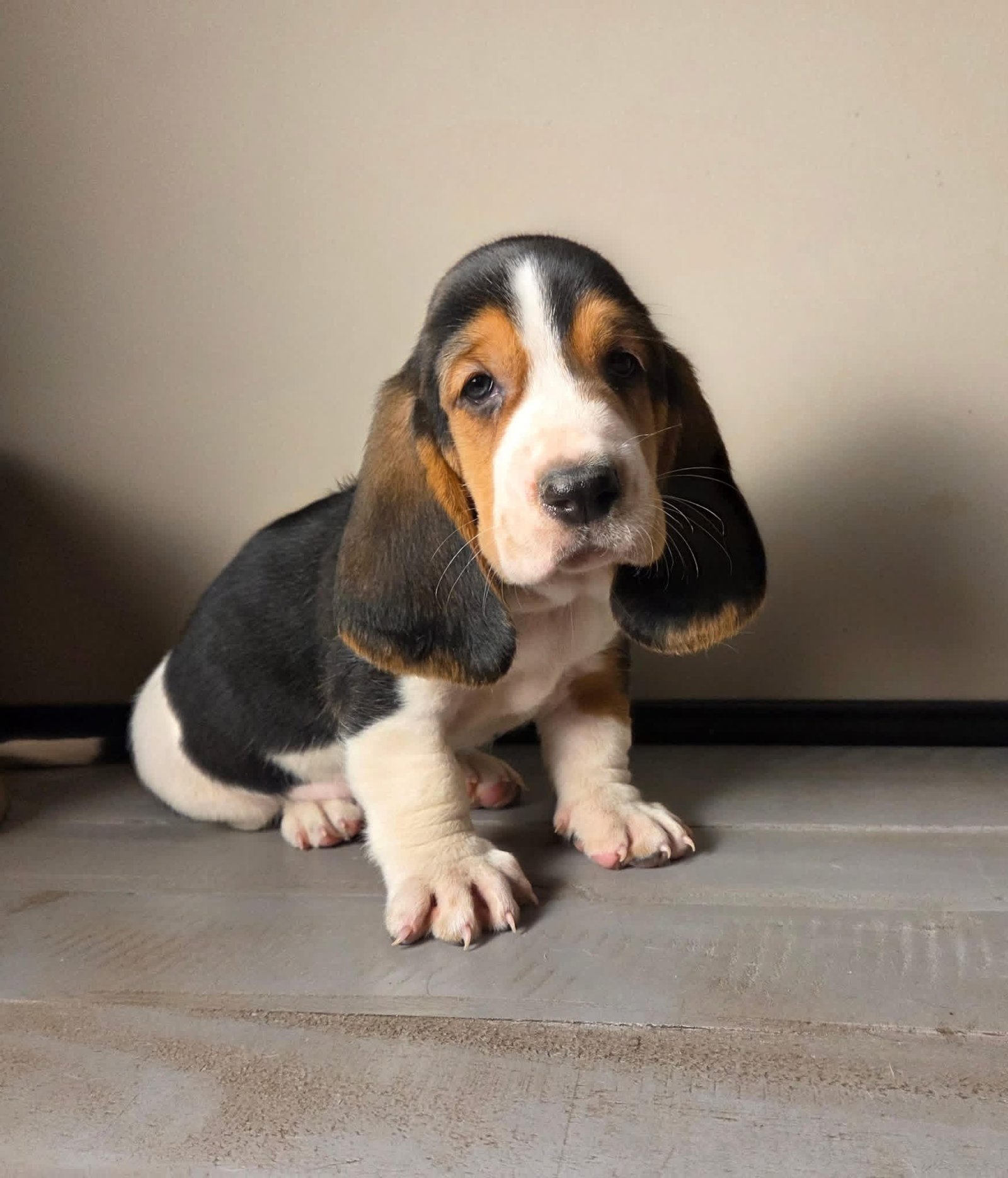 Levi - Male Basset Hound Puppy