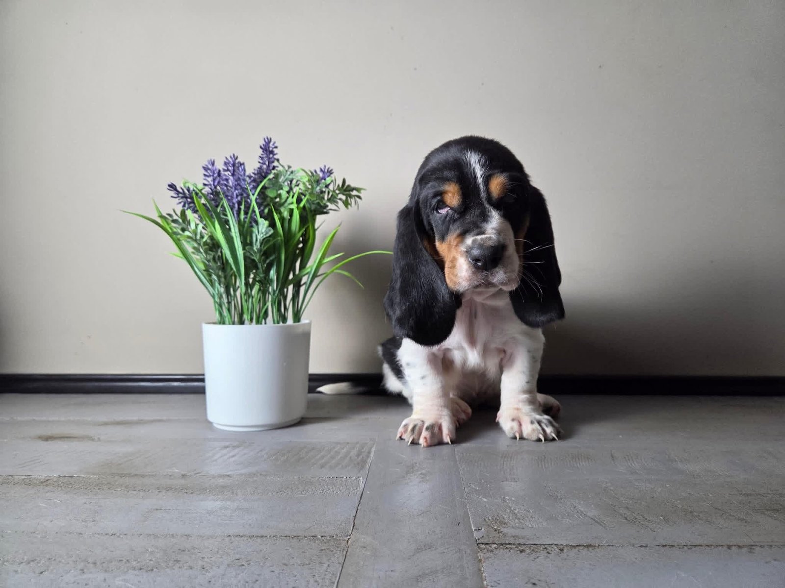 Kloe - Female Basset Hound Puppy