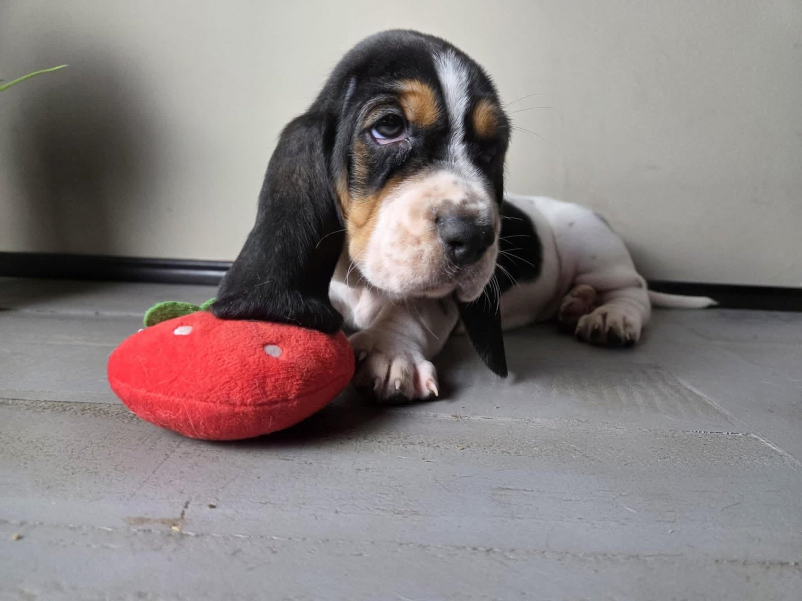 Keirra - Female Basset Hound Puppy