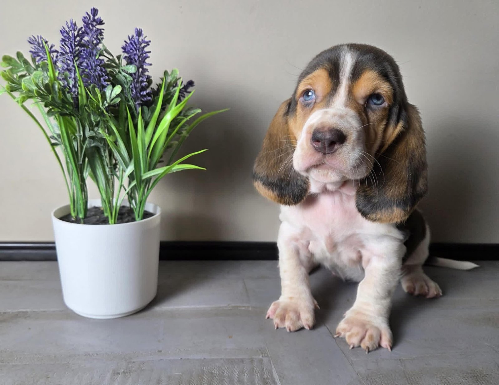 Lucy - Female Basset Hound Puppy