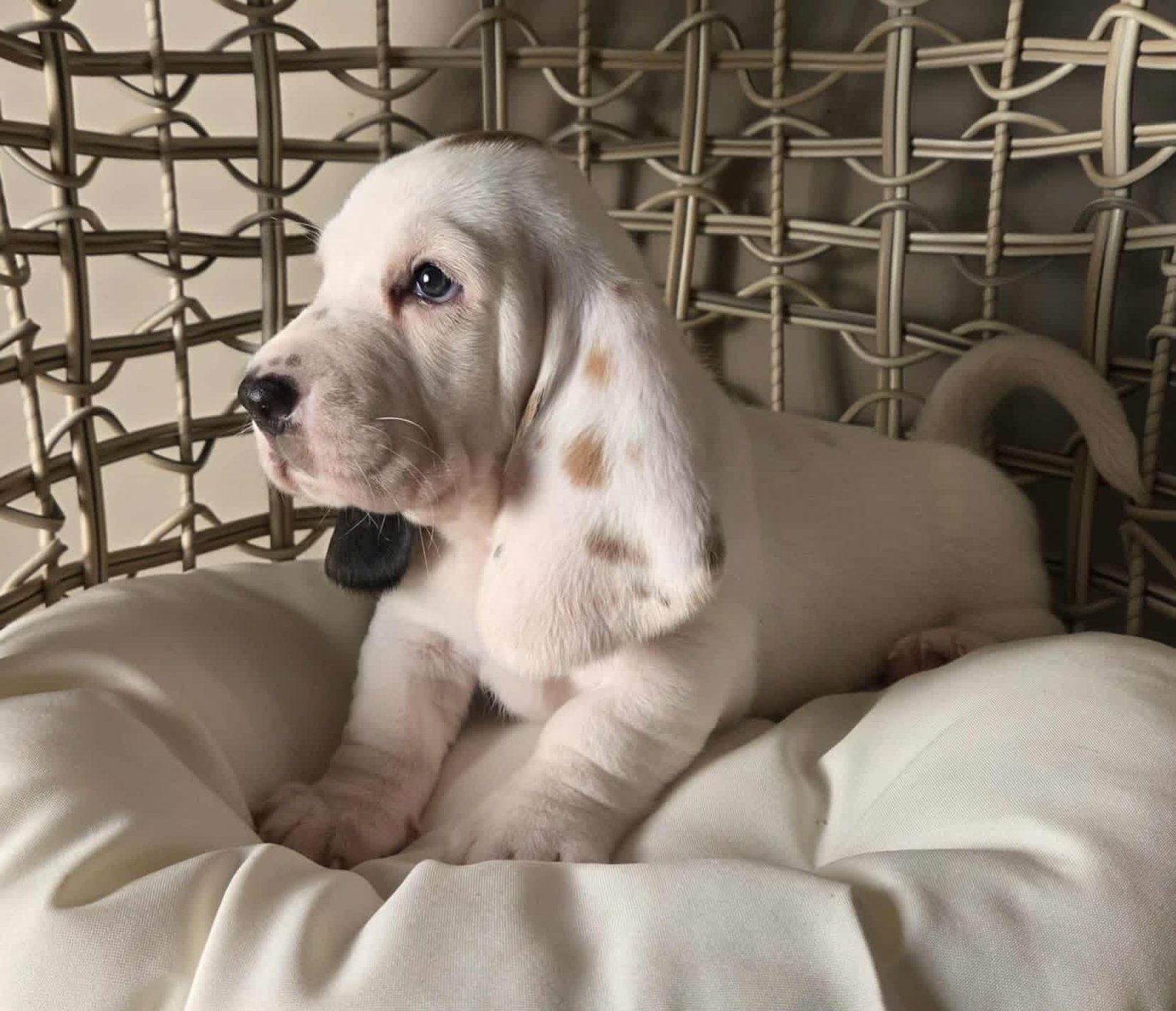 Morgan - Male Basset Hound Puppy