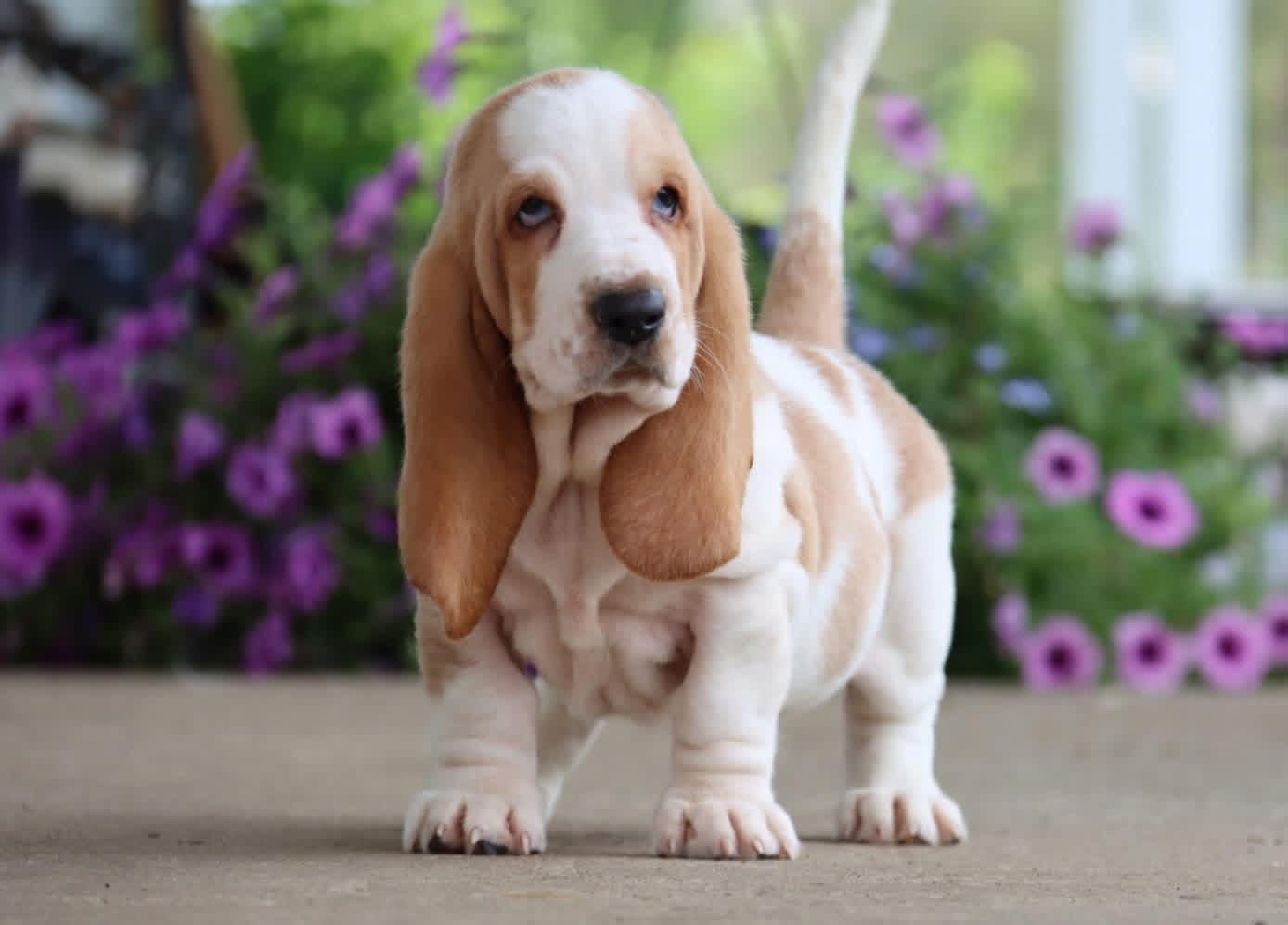 Dandi - Male Basset Hound Puppy