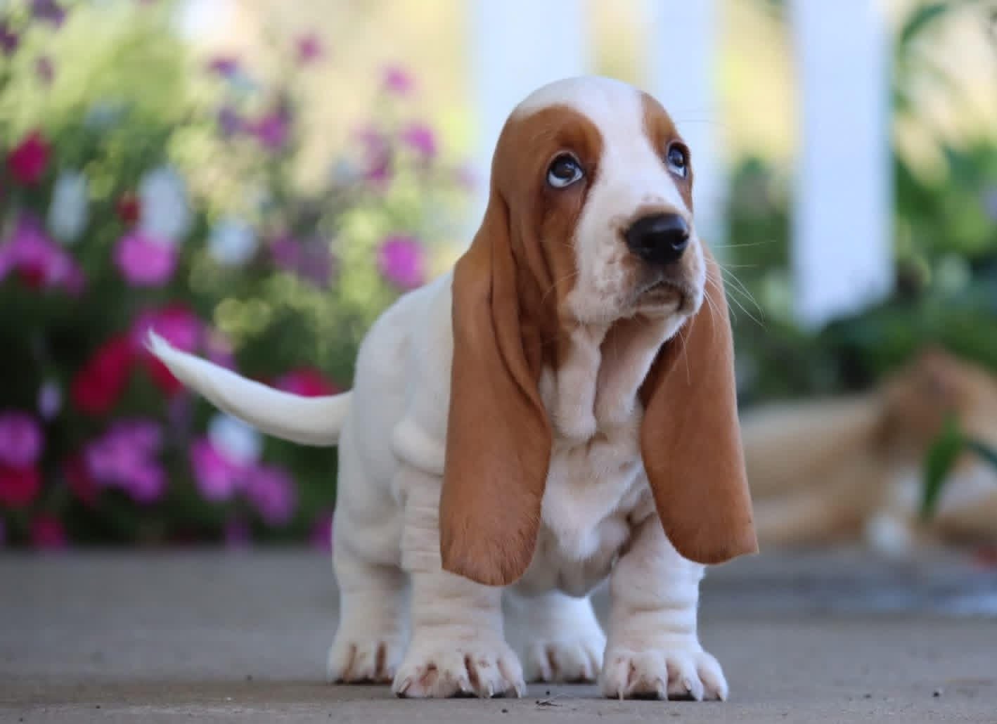 Peony - Female Basset Hound Puppy