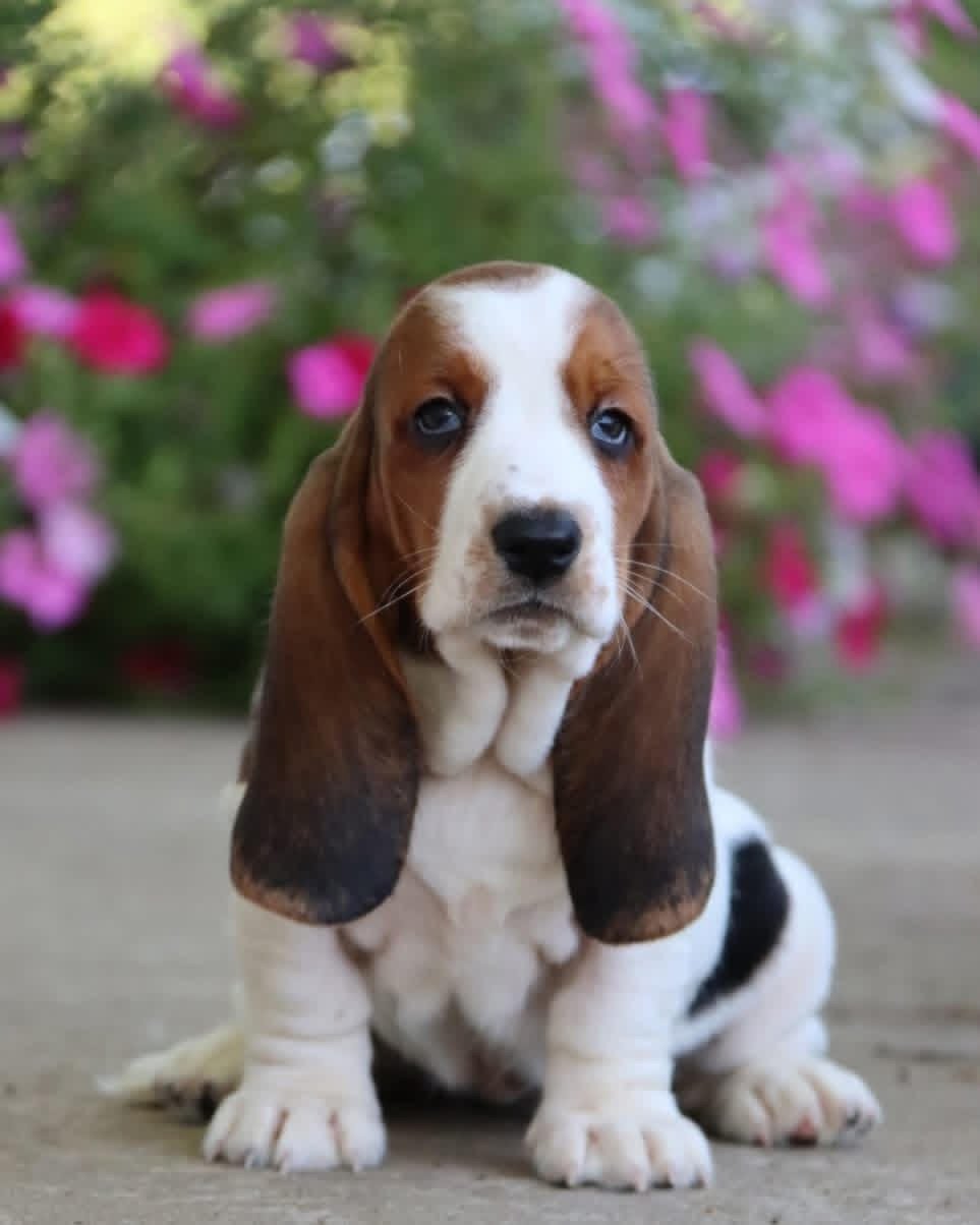 Violet - Female Basset Hound Puppy