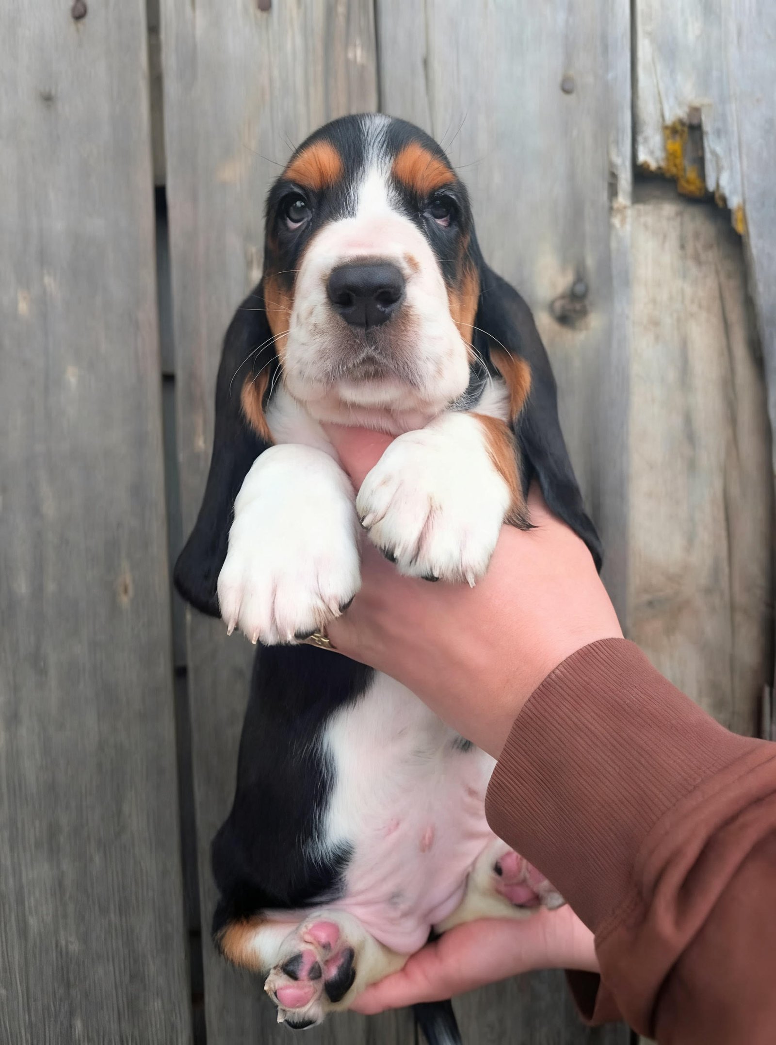 Amora - Female Basset Hound Puppy