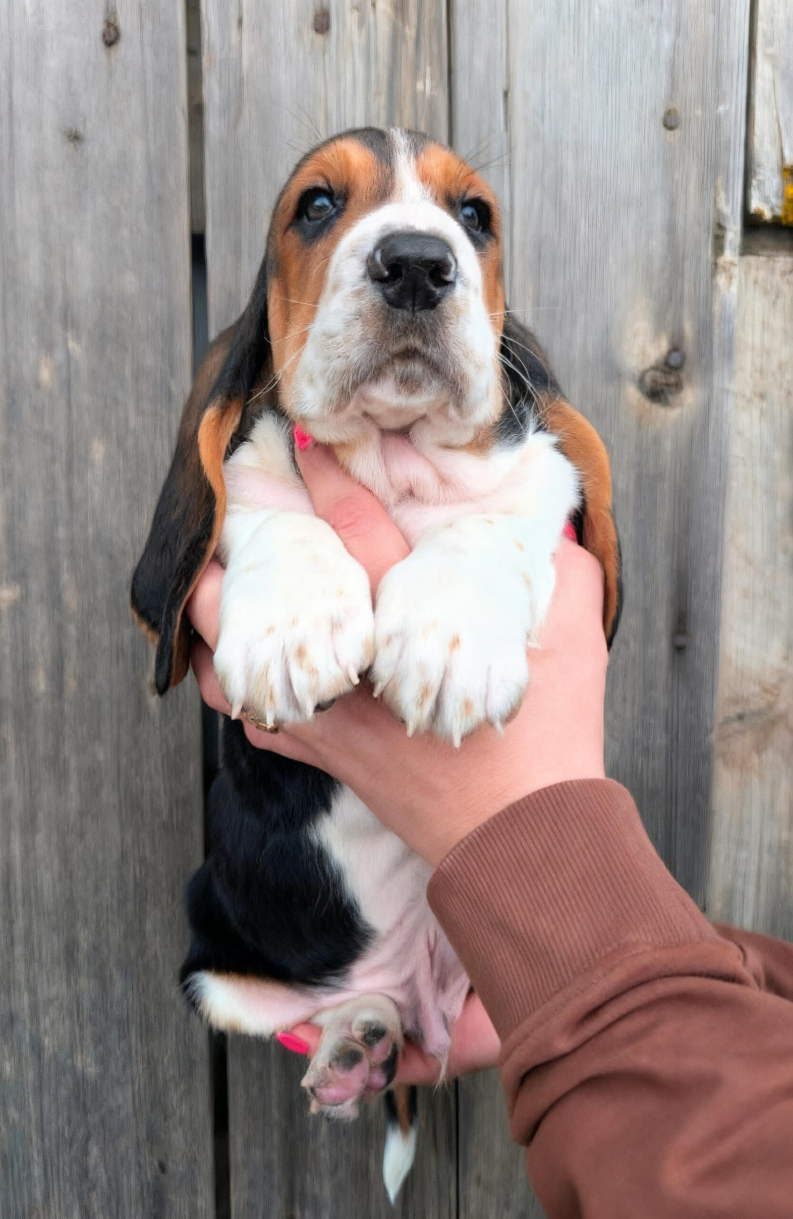 Beau - Male Basset Hound Puppy