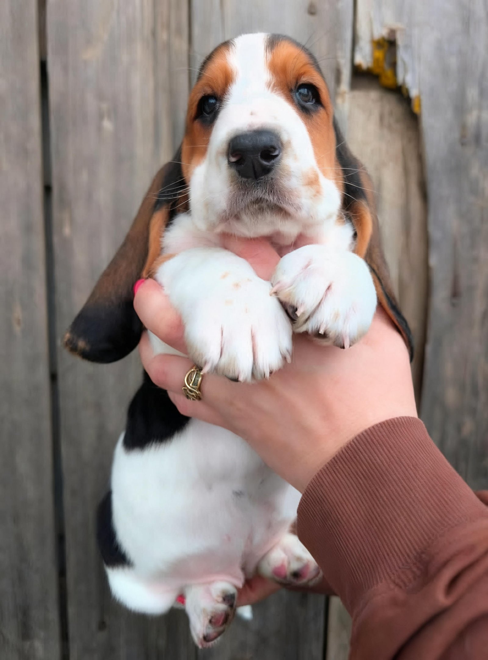 Valentine - Female Basset Hound Puppy