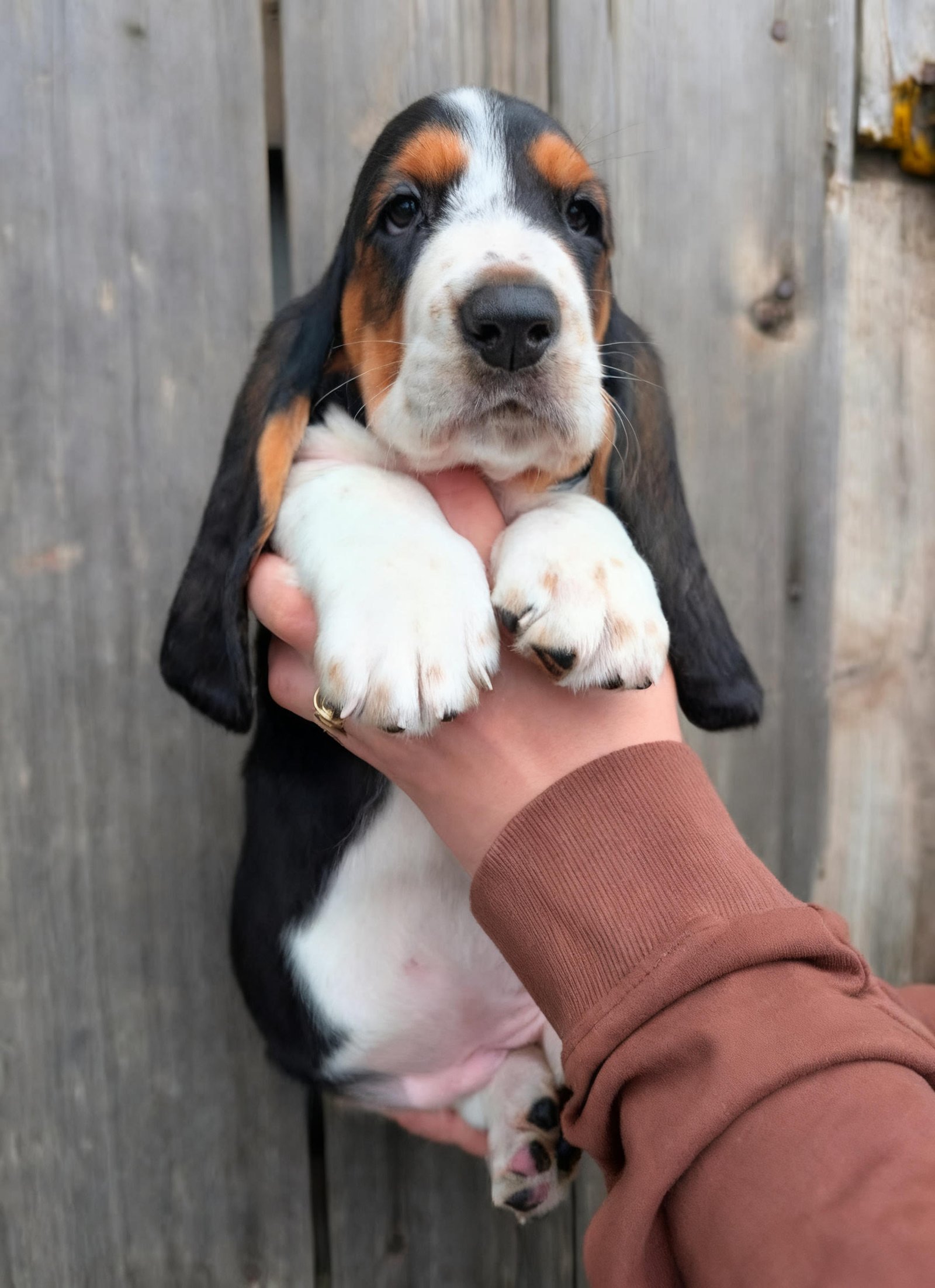 Esme - Female Basset Hound Puppy