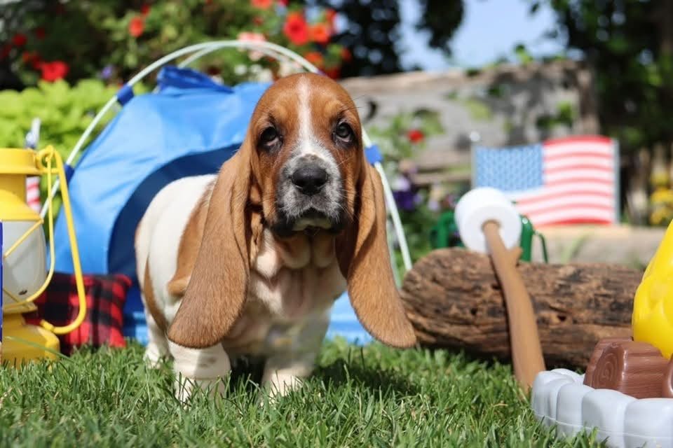 Coast - Basset Hound Puppy